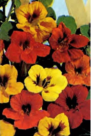 NASTURZIO RAMPICANTE MISCUGLIO GR.30 - Foto 2